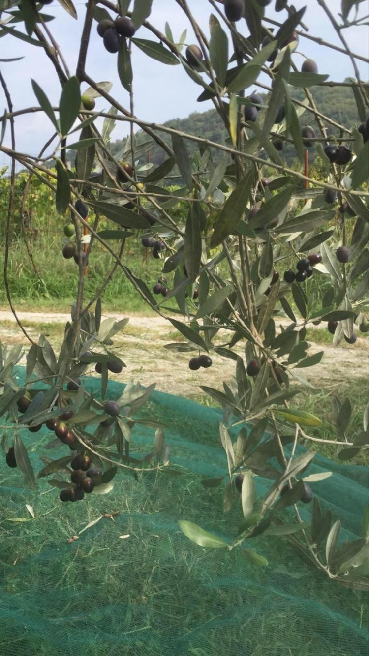 קופר Apartment Dedo, Salara Farmhouse מראה חיצוני תמונה