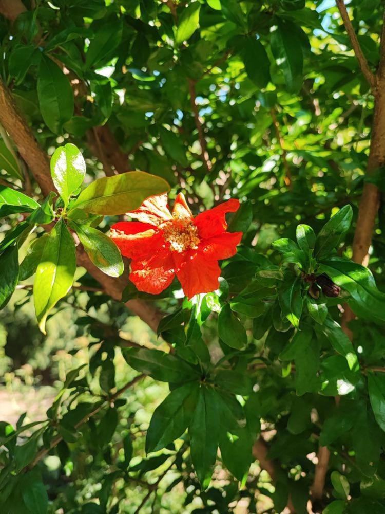 קופר Apartment Dedo, Salara Farmhouse מראה חיצוני תמונה