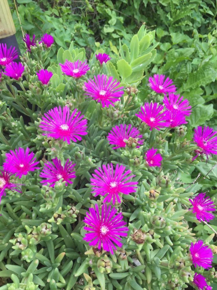 קופר Apartment Dedo, Salara Farmhouse מראה חיצוני תמונה